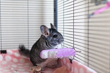 Chinchilla in play