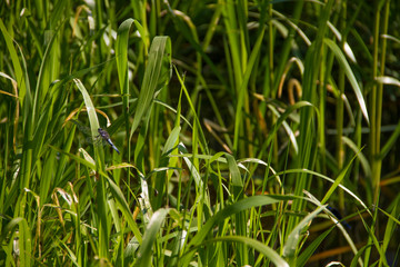 beautiful dragonflies near a small river