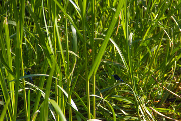 beautiful dragonflies near a small river