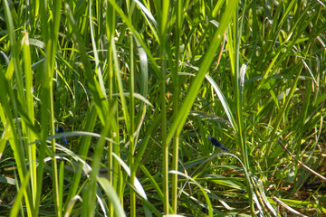 beautiful dragonflies near a small river