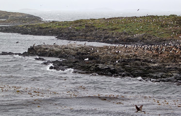 Imperial shags in Beagle Channel, Argentina