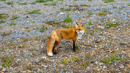 a cunning foxy girlfriend