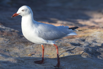 seagull