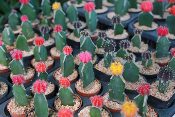 Colorful cactus in greenhouse growing.
