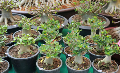 Small azalea flowers in pot for selling.