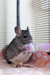 Chinchilla in play