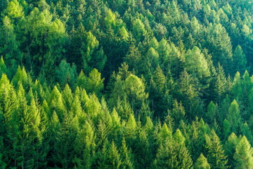 Green forest of fir and pine trees landscape. © InfiniteFlow