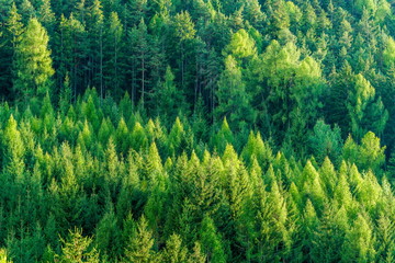 Green forest of fir and pine trees landscape.