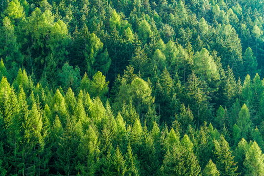 Green Forest Of Fir And Pine Trees Landscape.