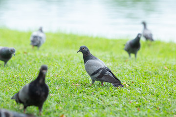The pigeons are standing on the lawn.