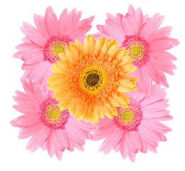 Pink and Orange gerbera daisy flower isolated on a white background