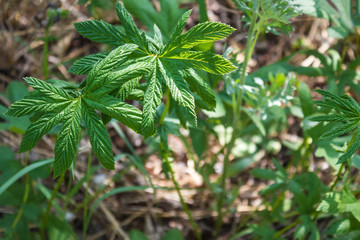 Green leaves of cannabis.