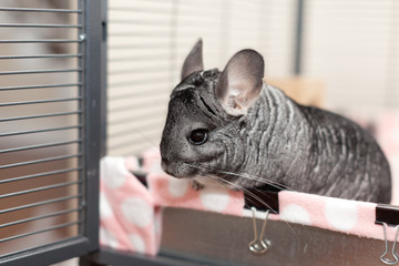 Chinchilla in play