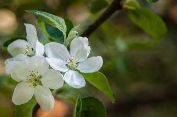 Floral spring gentle background, blooming cherry sakura branches in blue and pink tones. Space for text