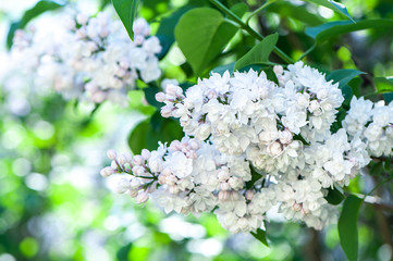 White lilac on a flowering bush, on a natural natural background