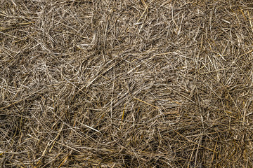 Texture of hay, dry grass.