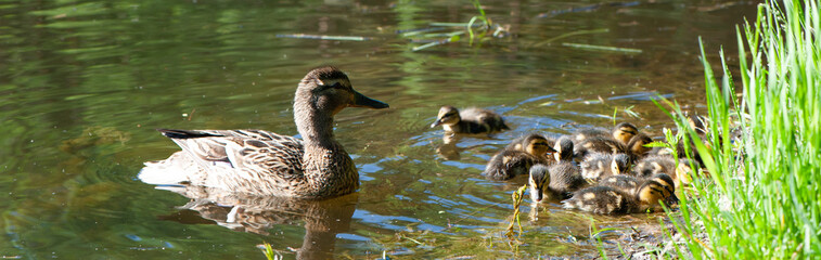 Duck with small ducklings in the pond on a sunny summer day