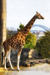 Girafe in Sydney !