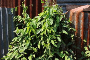 Bai-Yanang (thai word), Tiliacora triandra growing on zinc fence
