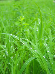 Dew on green grass.