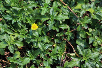 yellow flowers spring on green beautiful and fresh background