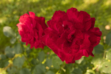 Developed red rose flower in the foreground with the second rose.