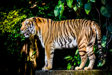 Close up Indochinese Tiger looking at outside and walk around the forest