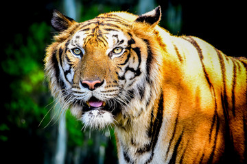 Close up Indochinese Tiger looking at outside and walk around the forest
