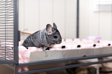Chinchilla in play