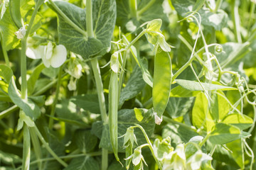 Young pea pods outdoors on a plant.