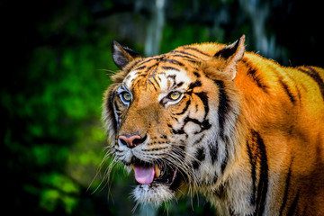 Close up Indochinese Tiger looking at outside and walk around the forest