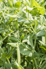 Young pea pods outdoors on a plant.
