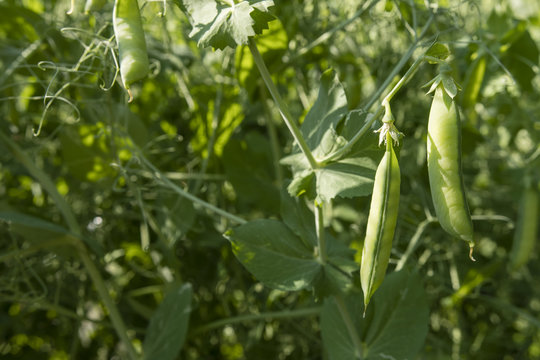 Young pea pods outdoors on a plant.