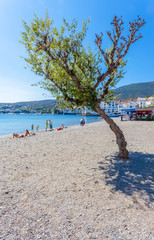 arbre sur plage de Cadaqués, Costa Brava, Espagne 