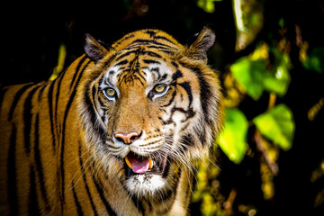 Close up Indochinese Tiger looking at outside and walk around the forest