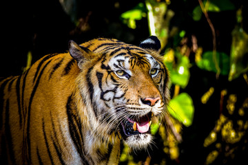 Close up Indochinese Tiger looking at outside and walk around the forest