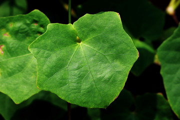 Leaves green polygon shaped