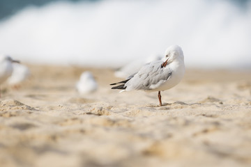 Bird on the wave