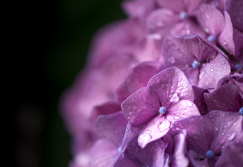 Close up of purple hydrangeas with dewdrops on black background