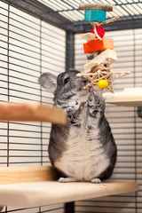 Chinchilla in play