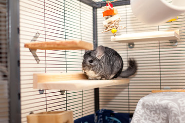 Chinchilla in play