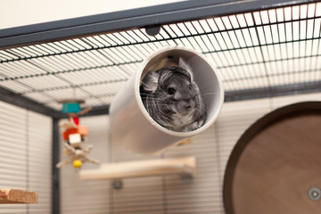 Chinchilla in play