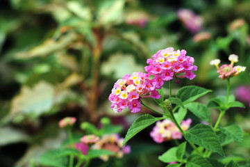 Pink Lantana flowers, Phakakrong (thai word) blossom small spring on green beautiful and fresh background