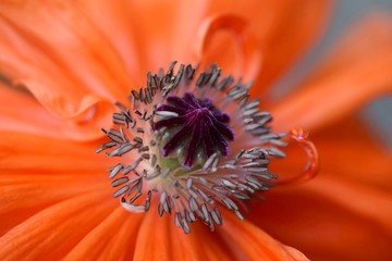 Macro of papaver orientale