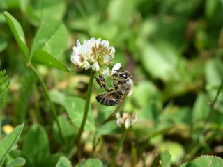 Bee on a flower of Trifolium repens clover