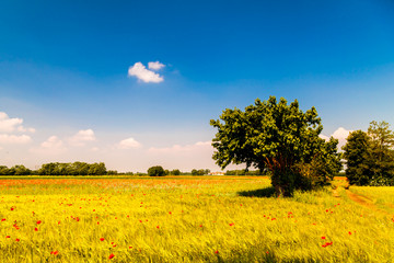 Spring in the fields of Italy