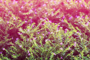 Fototapeta premium flower small vintage lovely grass at relax morning time sunlight for background footage