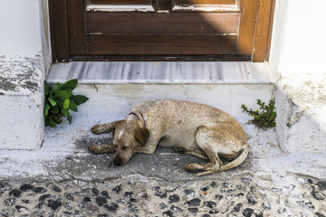 Dog on the threshold of the Greek house