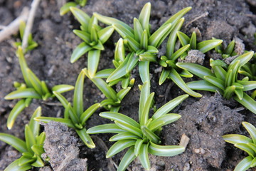 Fototapeta premium зелень, фактура