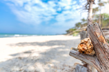 Weststrand in Prerow an der Ostsee 